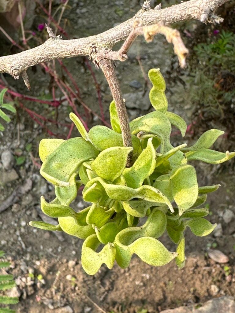 Shami Plant: A Sacred and Resilient Tree - With My Plant
